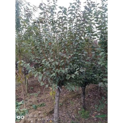 河南鳶尾 許昌鳶尾 鄢陵鳶尾 河南苗木農(nóng)戶批發(fā)/供應(yīng)