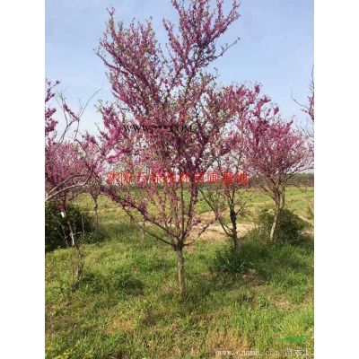 萬廣玉蘭價格_廣玉蘭圖片_廣玉蘭產地_廣玉蘭綠化苗木苗圃基地