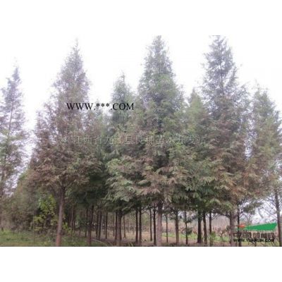 大量供應(yīng)楓香