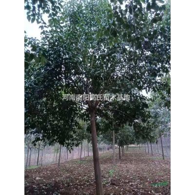 河南紅葉李 南陽紫葉李價格 大小紅葉李基地