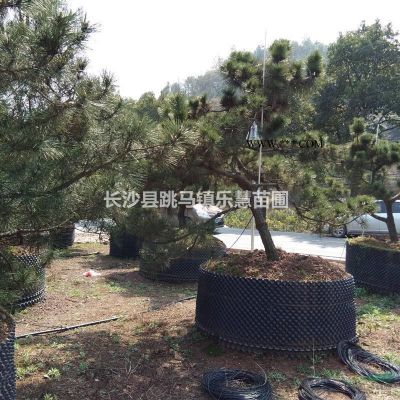 湖南長沙綠化苗木基地優價供應高度30-50cm杜鵑杯苗