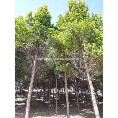 廣玉蘭 廣玉蘭價格 江西廣玉蘭 廣玉蘭基地