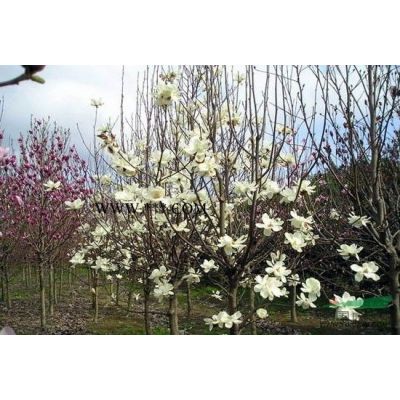 浙江廣玉蘭2介紹