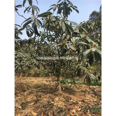 四川成都廣玉蘭18公分950上車一手貨源