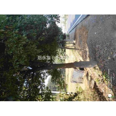 大葉女貞  廣玉蘭急售