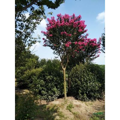 廣玉蘭行情報價\廣玉蘭圖片展示