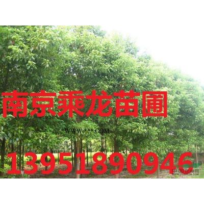 產地19公分娜塔櫟_基地19公分娜塔櫟價格