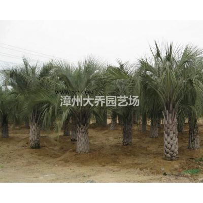 福建漳州小葉榕行情報價/福建漳州小葉榕圖片展示