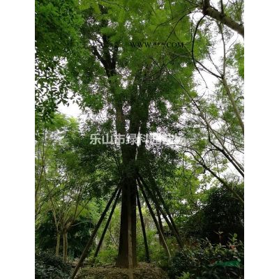 四川樂山供應(yīng)櫸樹15～30公分