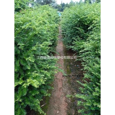 馬褂木價格，馬褂木(鵝掌秋)規格