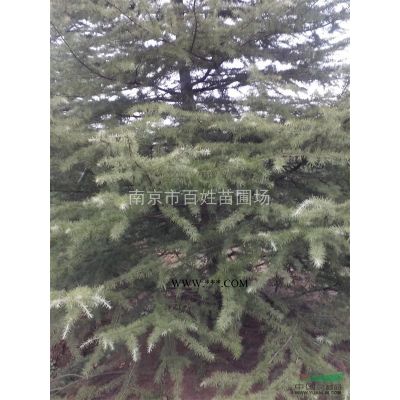 批發紅葉李價格，2020年紅葉李價格怎么樣