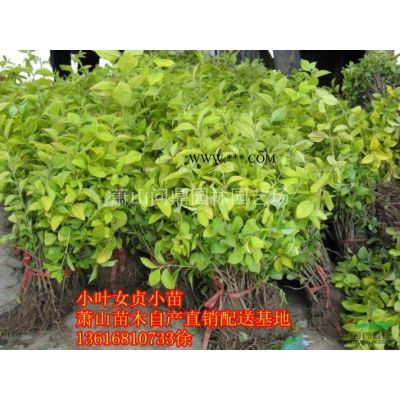 浙江蕭山：金葉石菖蒲、金葉苔草、亮晶女貞