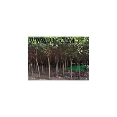 江蘇南京胸徑10公分15公分18公分25公分廣玉蘭產地報價