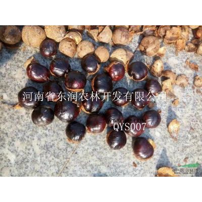 4-8公分廣玉蘭處理 河南東潤農林火熱開售