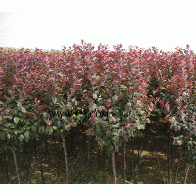 江浙皖地區出售 廣玉蘭12到18公分 大量