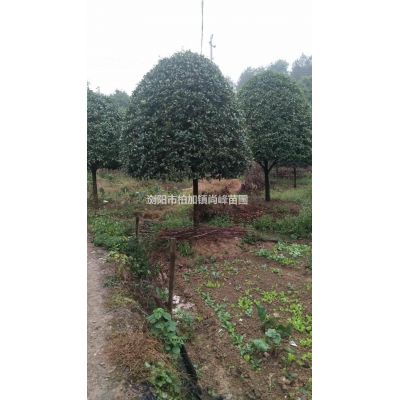 茶梅大杯苗/茶梅杯苗圖片/茶梅杯苗價(jià)格/哪里茶梅杯苗便宜