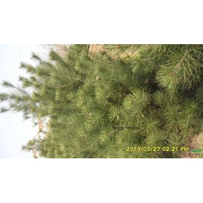 山東廣玉蘭，山東廣玉蘭供應，山東泰安本昌櫻花苗木基地供應