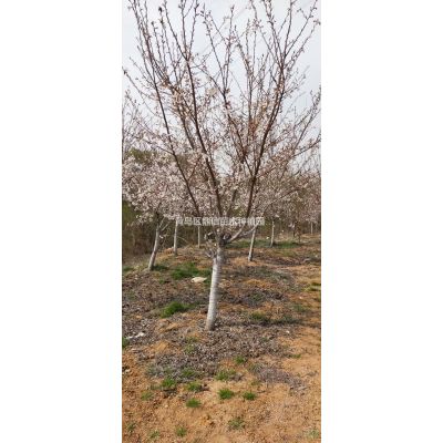 大量出售櫻花幼苗