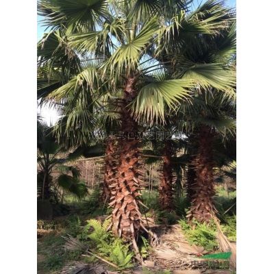 福建霸王棕3介紹