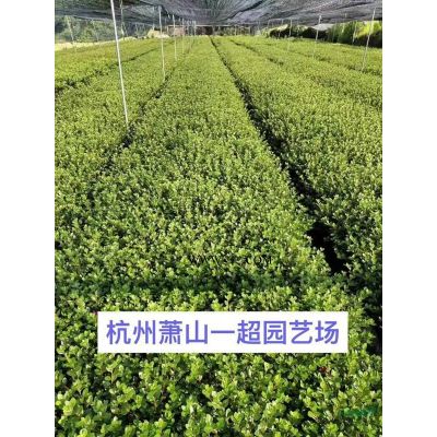 浙江狼尾草基地/紫穗狼尾草/紫穗狼尾草直銷/狼尾草價格