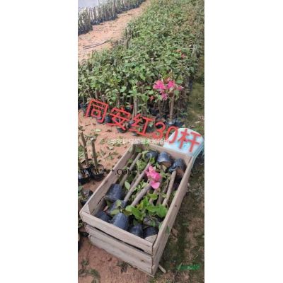 福建山櫻花價格 地苗 移植袋苗8-16公分價格180元起