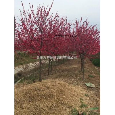 紅梅，高干紅梅，骨里紅紅梅，叢生紅梅