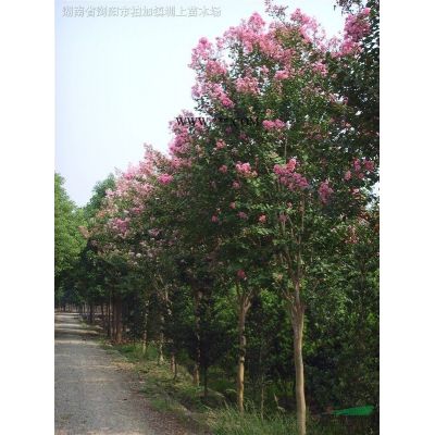 湖南瀏陽廣玉蘭，廣玉蘭供應