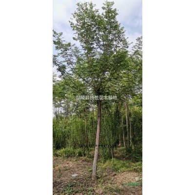 便宜批發廣玉蘭紅玉蘭黃玉蘭白玉蘭紫玉蘭