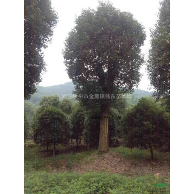 當年生廣玉蘭小苗，浙江廣玉蘭小苗基地