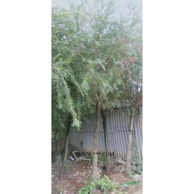 福建供應5～20公分廣玉蘭