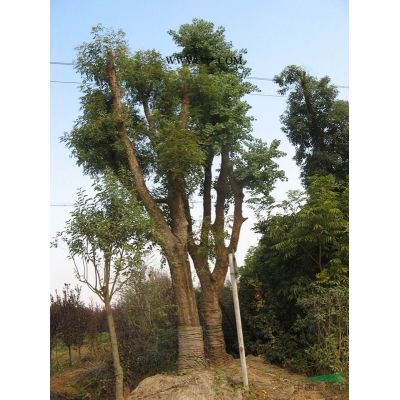 中華石楠(土石楠、笨石楠)主產(chǎn)地2米一4米量大