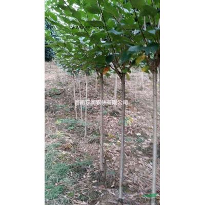 元寶楓米徑4/5/6公分50萬株