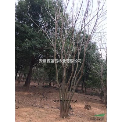 安徽叢生無患子供應，40公分無患子價格/精品叢生無患子50報