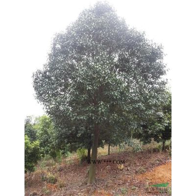 廣玉蘭：廣玉蘭價格生產(chǎn)基地供應(yīng)15公分精品廣玉蘭當(dāng)前市場行情