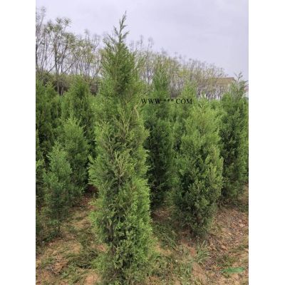 安徽15公分紅櫸樹 華東15公分櫸樹批發 批發便宜的15公分