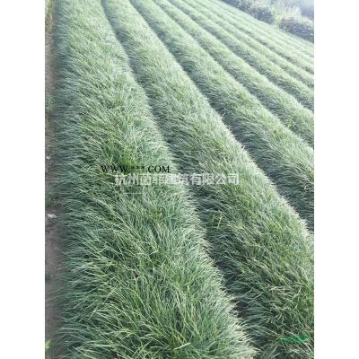 麥冬草/細葉麥冬草實方出售，低至16元/方，基地直銷大量供應