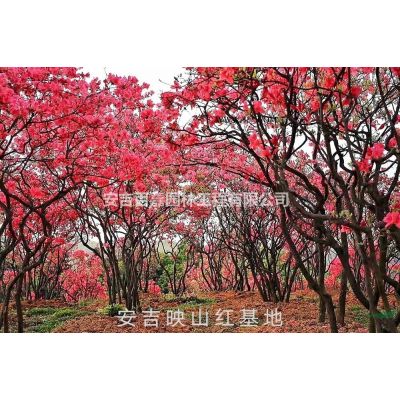 出售球型映山紅圖片/出售球型映山紅報價