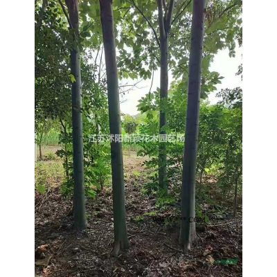 國槐 黃金槐 金枝國槐基地