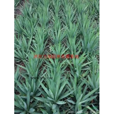 萬重陽木價格_重陽木圖片_重陽木產地_重陽木綠化苗木苗圃基地