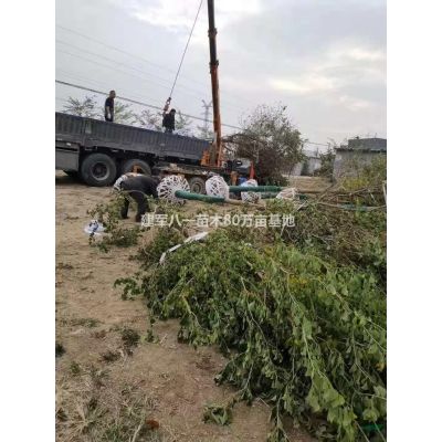 虎皮蘭圖片\虎皮蘭報(bào)價(jià)