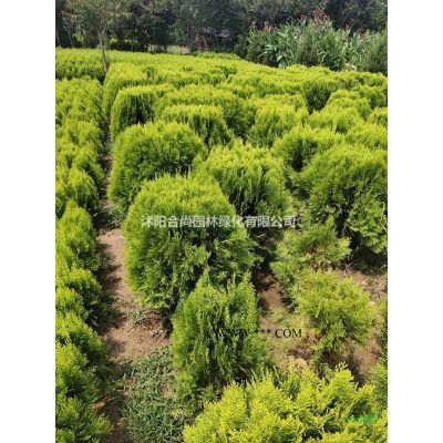 沭陽本地廣玉蘭 廣玉蘭小苗多少錢一株 價格表圖片