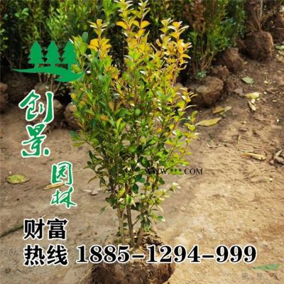 常年2-12公分廣玉蘭 規(guī)格*  苗圃基地廣玉蘭樹苗