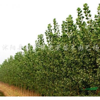 江蘇廣玉蘭，紫玉蘭，白玉蘭，黃玉蘭新價格