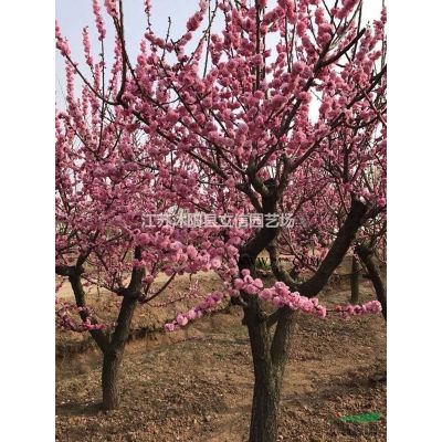 梅花基地直銷紅梅、美人梅、榆葉梅、垂梅、臘梅等等