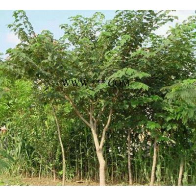 紅葉李、烏桕、高桿女貞、黃連木、桂花、廣玉蘭、紫薇、石楠