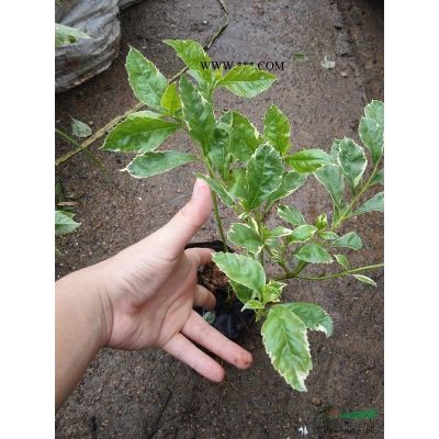 澳洲鴨腳木，花葉鵝掌柴