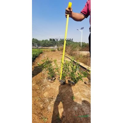 武漢優質海桐基地直供湖北湖南江西安徽河南陜西