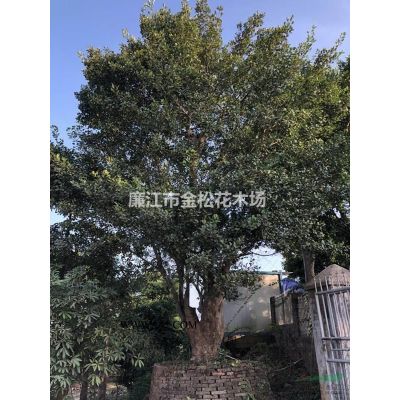 常年中東海棗、銀海棗、中東海棗樹林刺葵大量質優價美