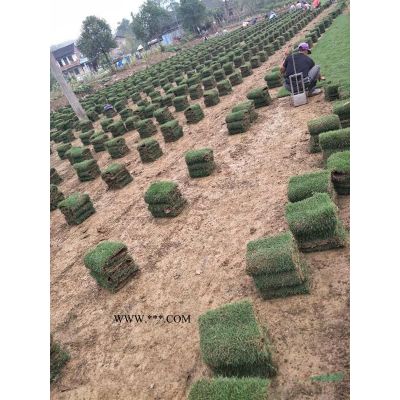 大量采購臺灣二號草皮可以到貴州遵義，貴州遵義有，優質的臺灣二