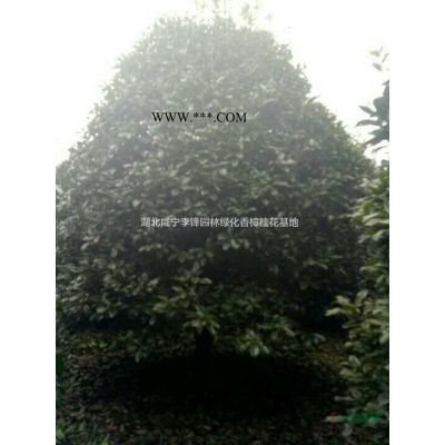 湖北[產品]/湖北紅梅出售價格/報價